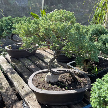 Bonsai Japanese pine