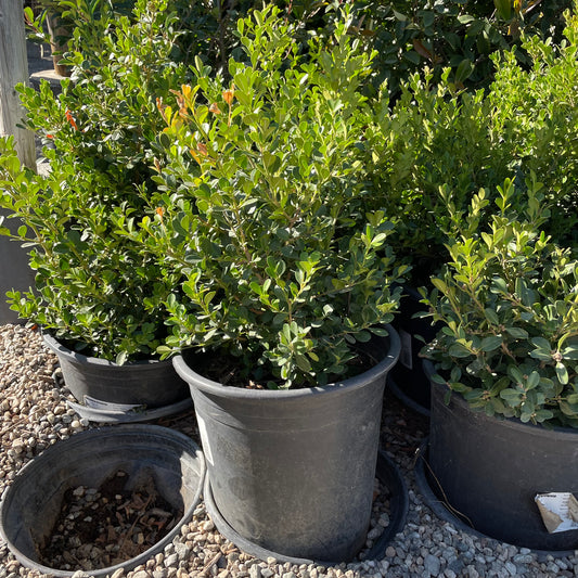 Boxwood