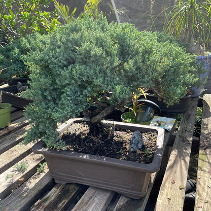 Bonsai Japanese pine