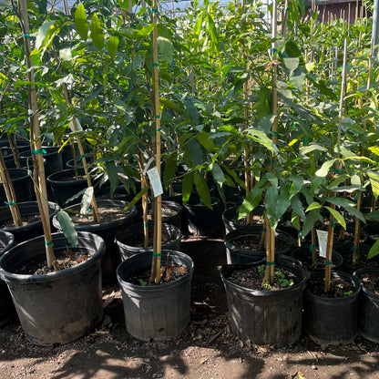 Rare fruit tree-Achacha Golden Mangosteen