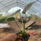 Thai Constellation Monstera