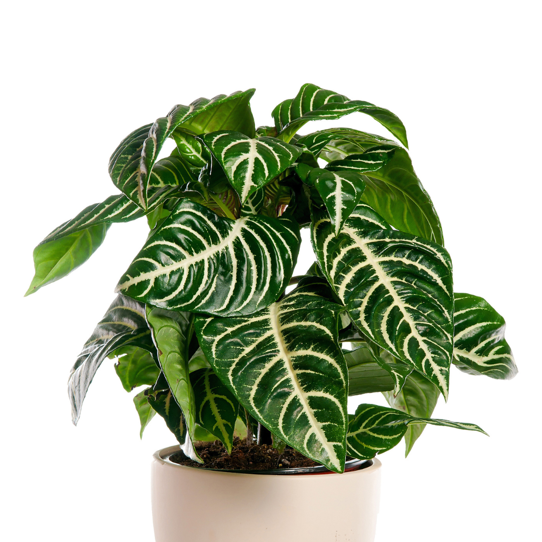 Aphelandra Zebra