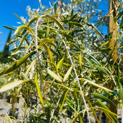 Olive Trees - Majestic Beauty