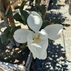 Southern Large Magnolia