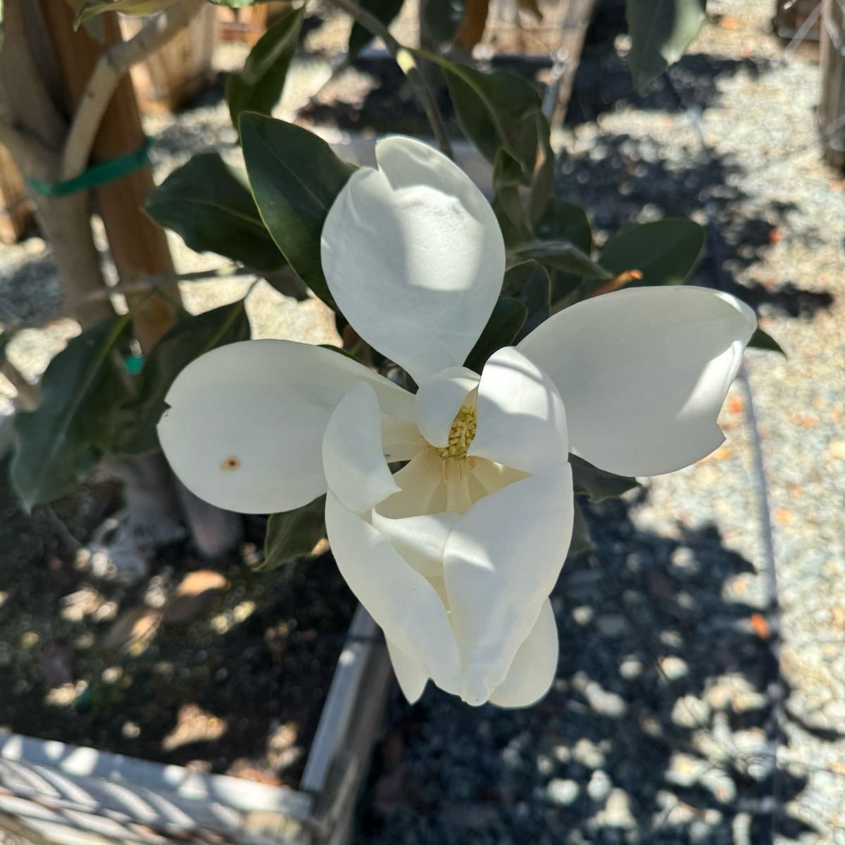 Southern Large Magnolia