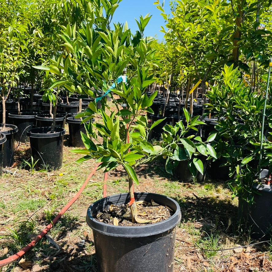 Orange Tree-London Late Navel Orange