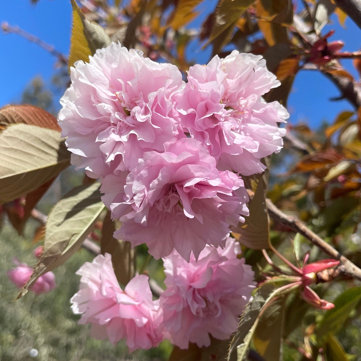 Cherry Blossom Trees - Guanshan Cherry Blossom