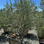 Manzanillo Olive