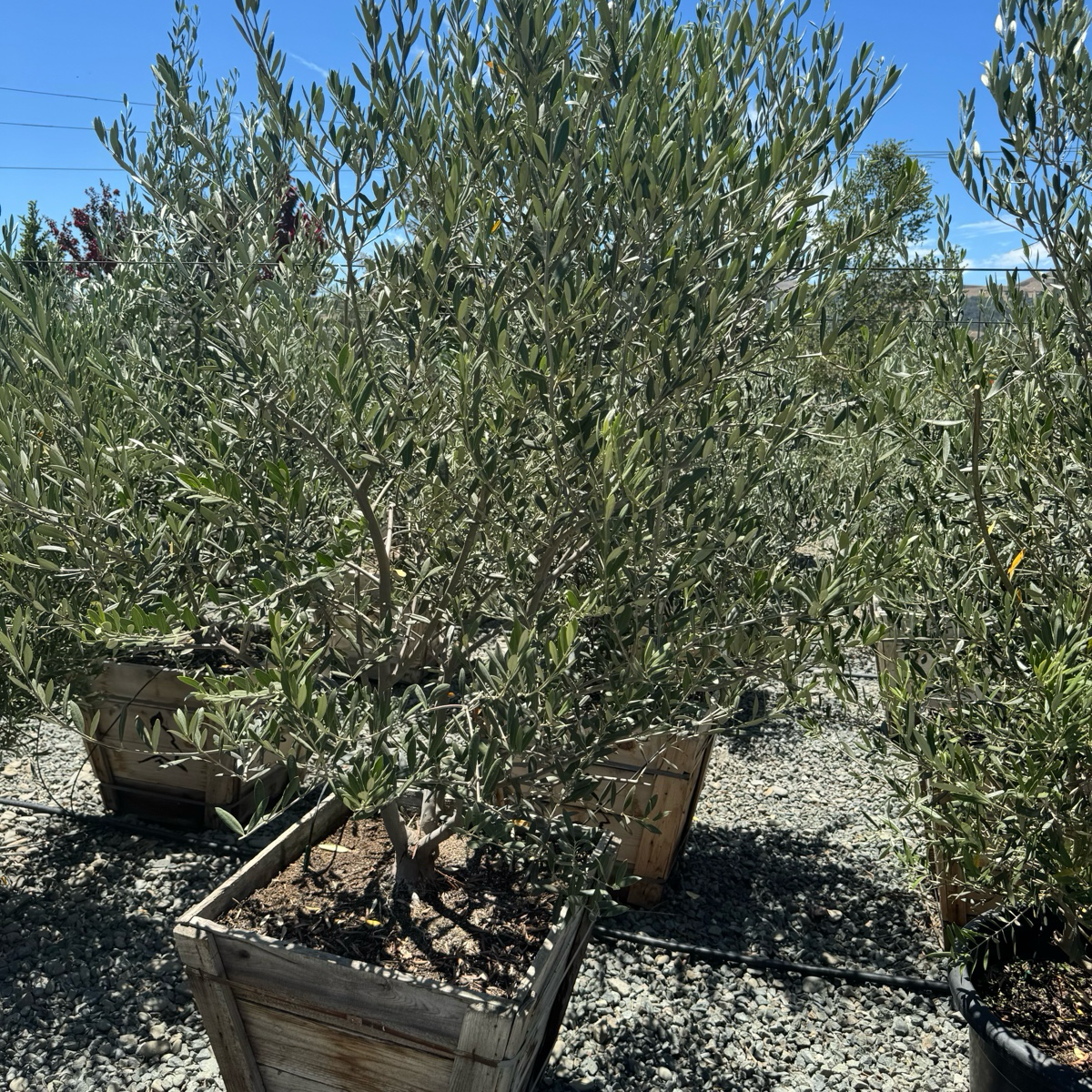 Manzanillo Olive