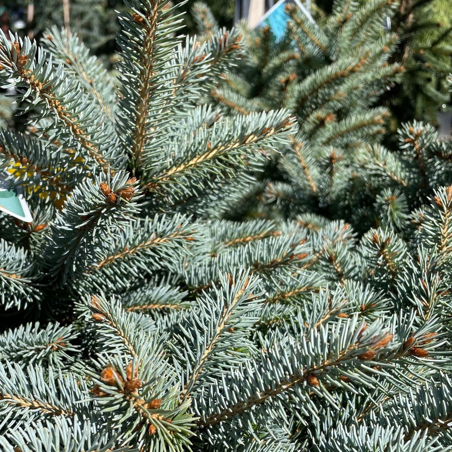 Sitka Spruce Tree – Baby Blue Pine