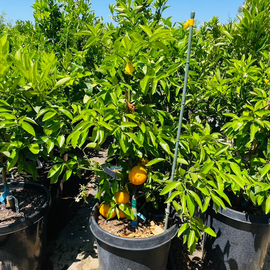 Seville Orange