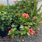 Santana Tropical Hibiscus