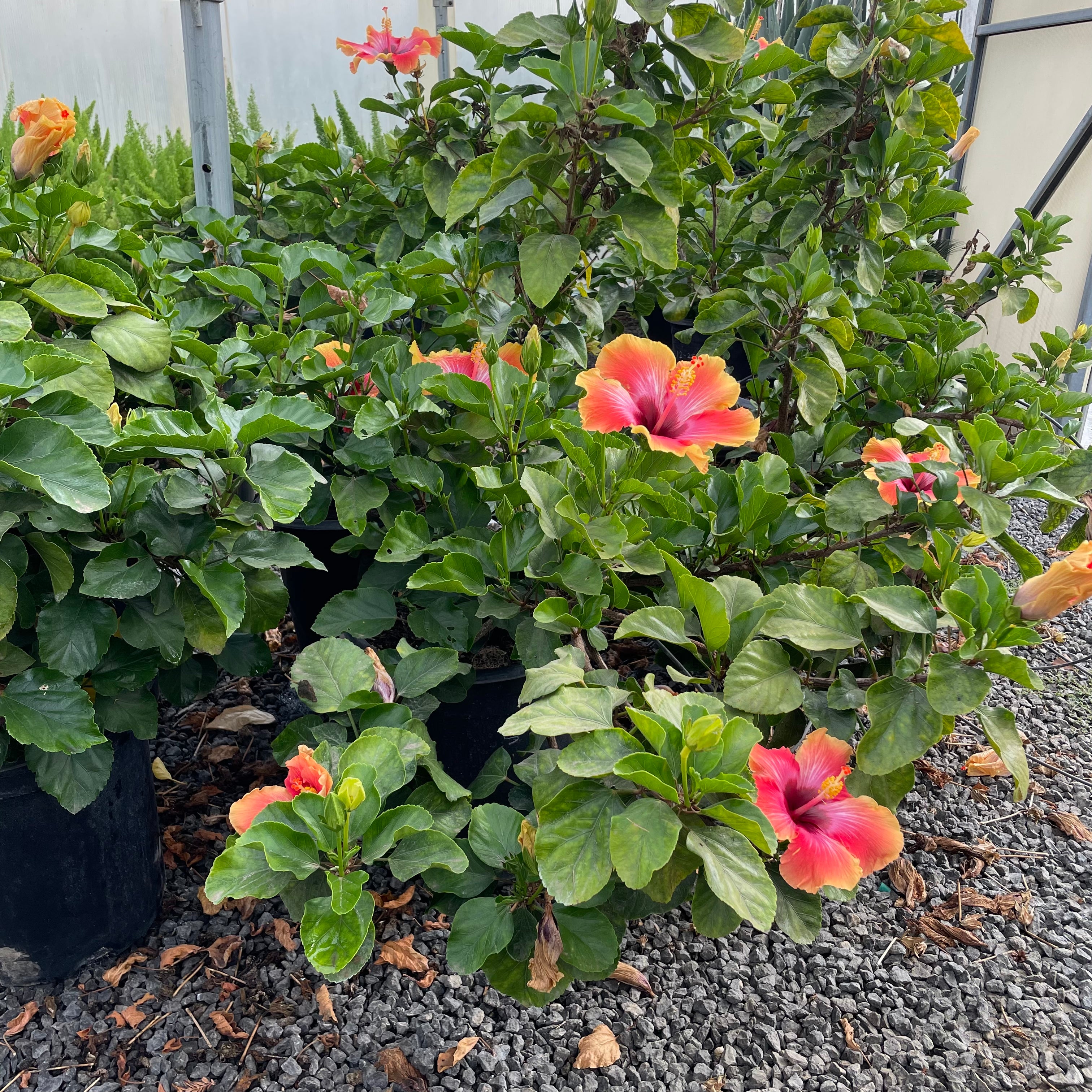 Santana Tropical Hibiscus