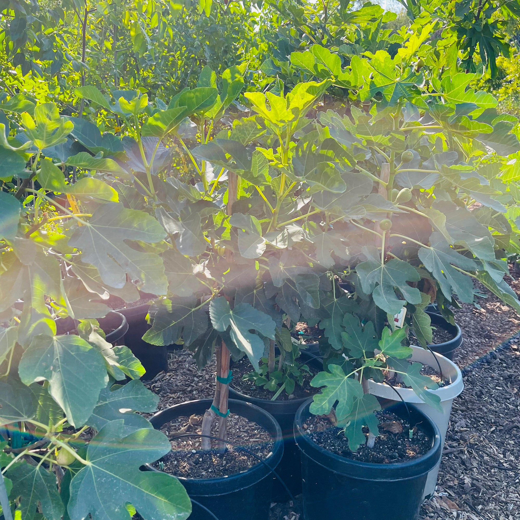 Brown Turkey Fig