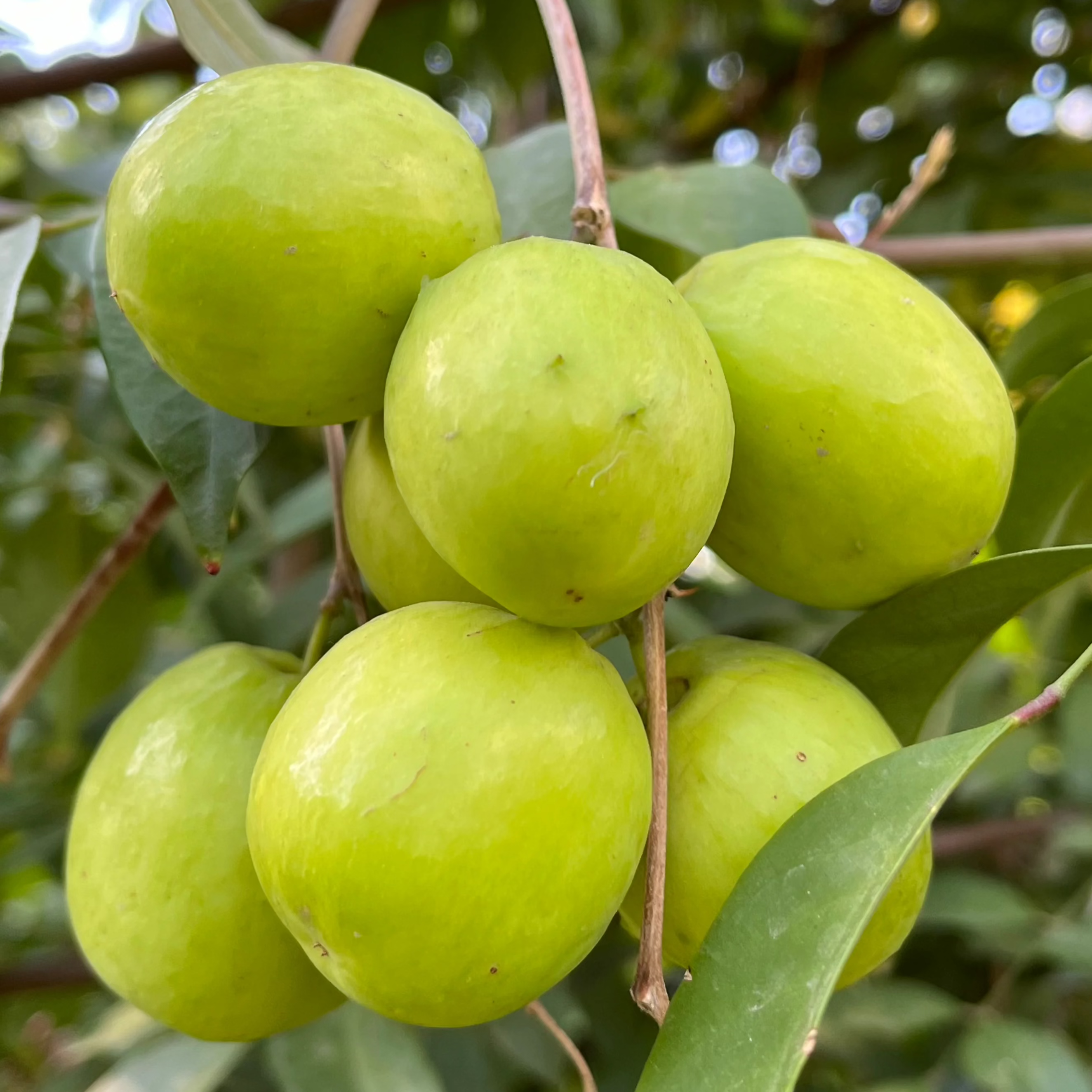 India Jujube