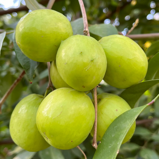 Jujube Tree-Big Green Jujube·Cream Jujube