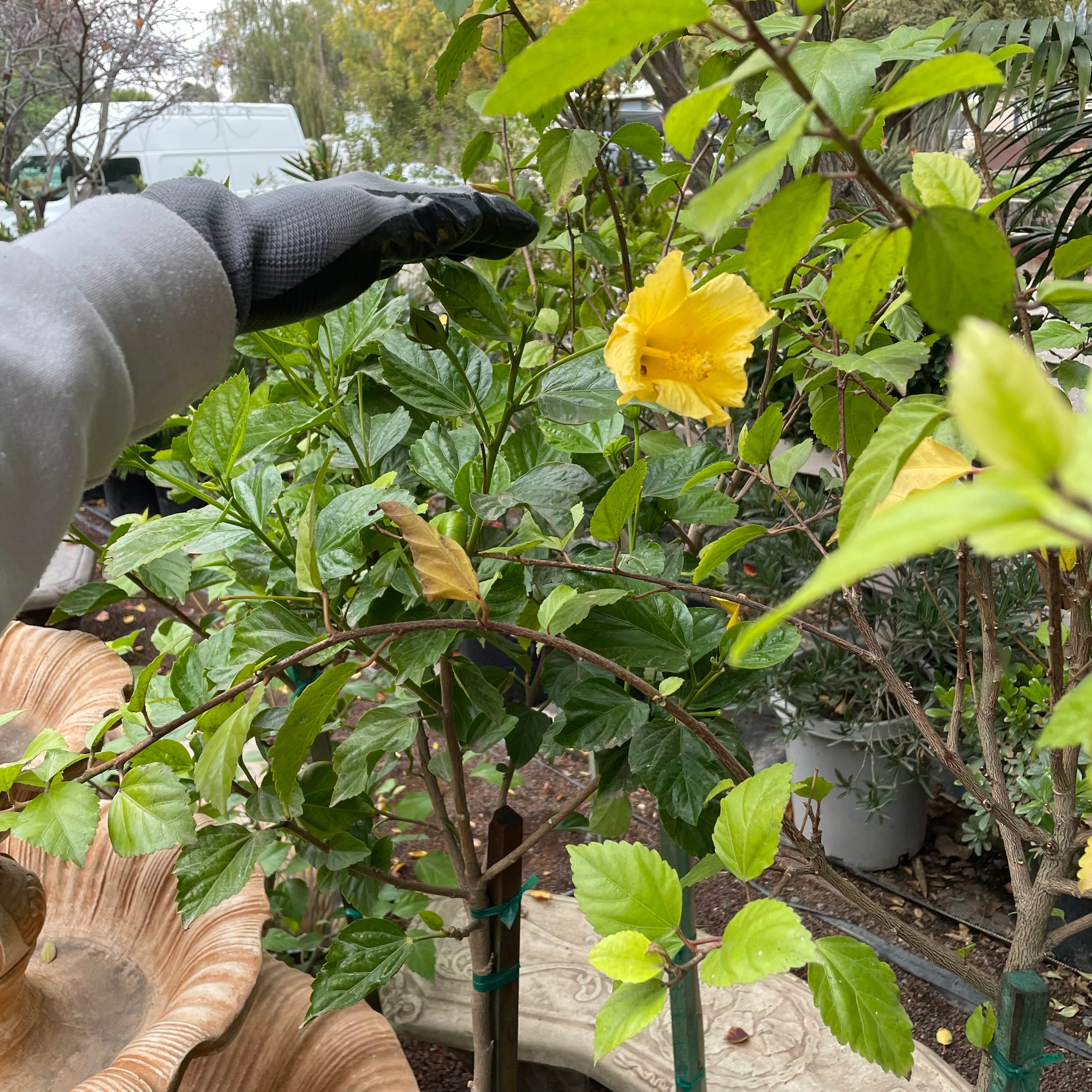 Butterfly Tropical Hibiscus