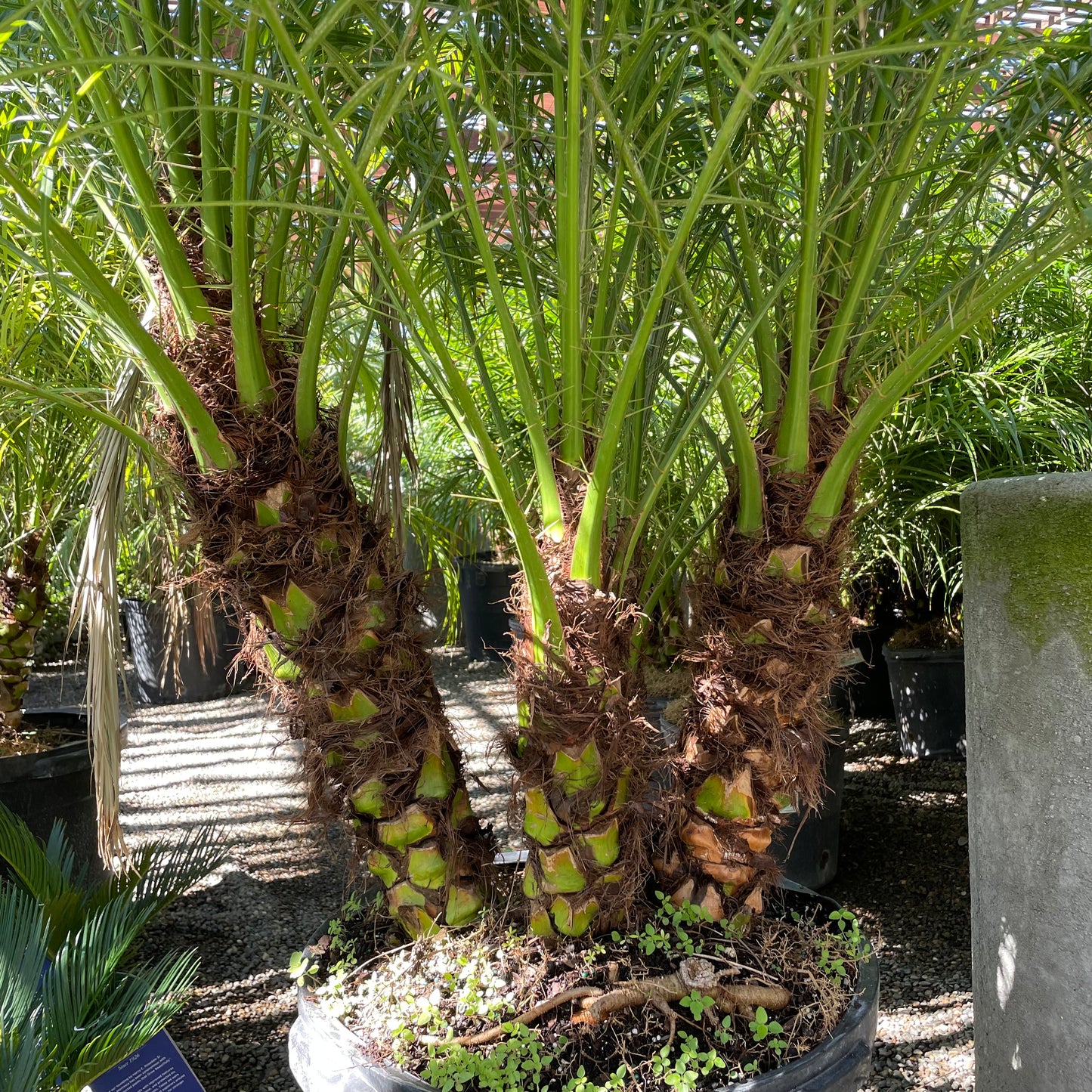 Palm Trees - Dwarf Date Palm