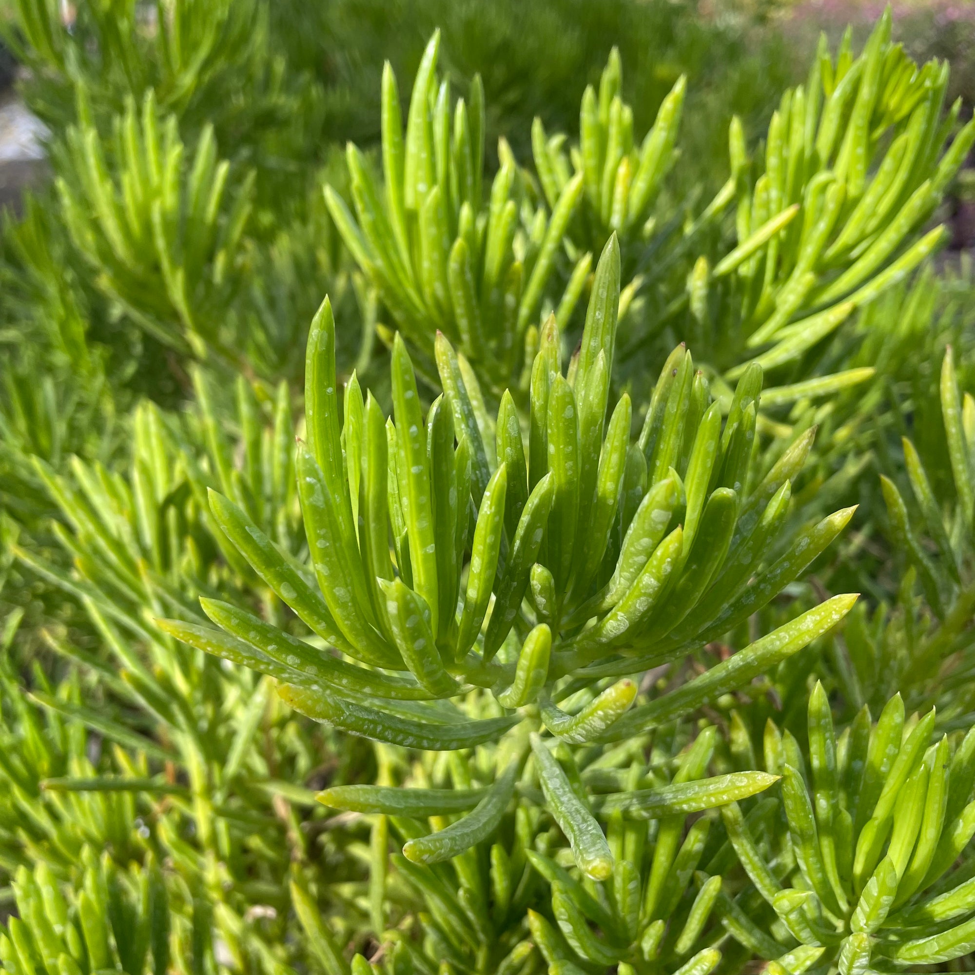 Asteraceae-Emerald pine