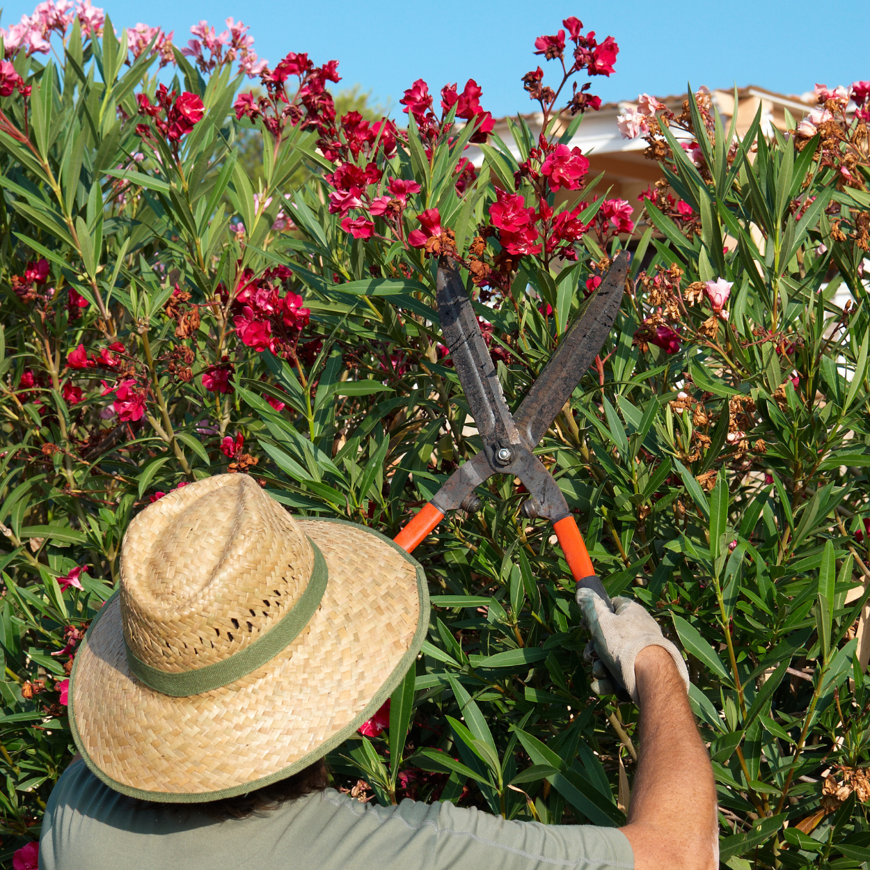 Garden Design Services