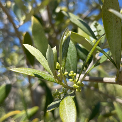 Olive Trees - Arbequina