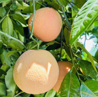 Rio Red Grapefruit