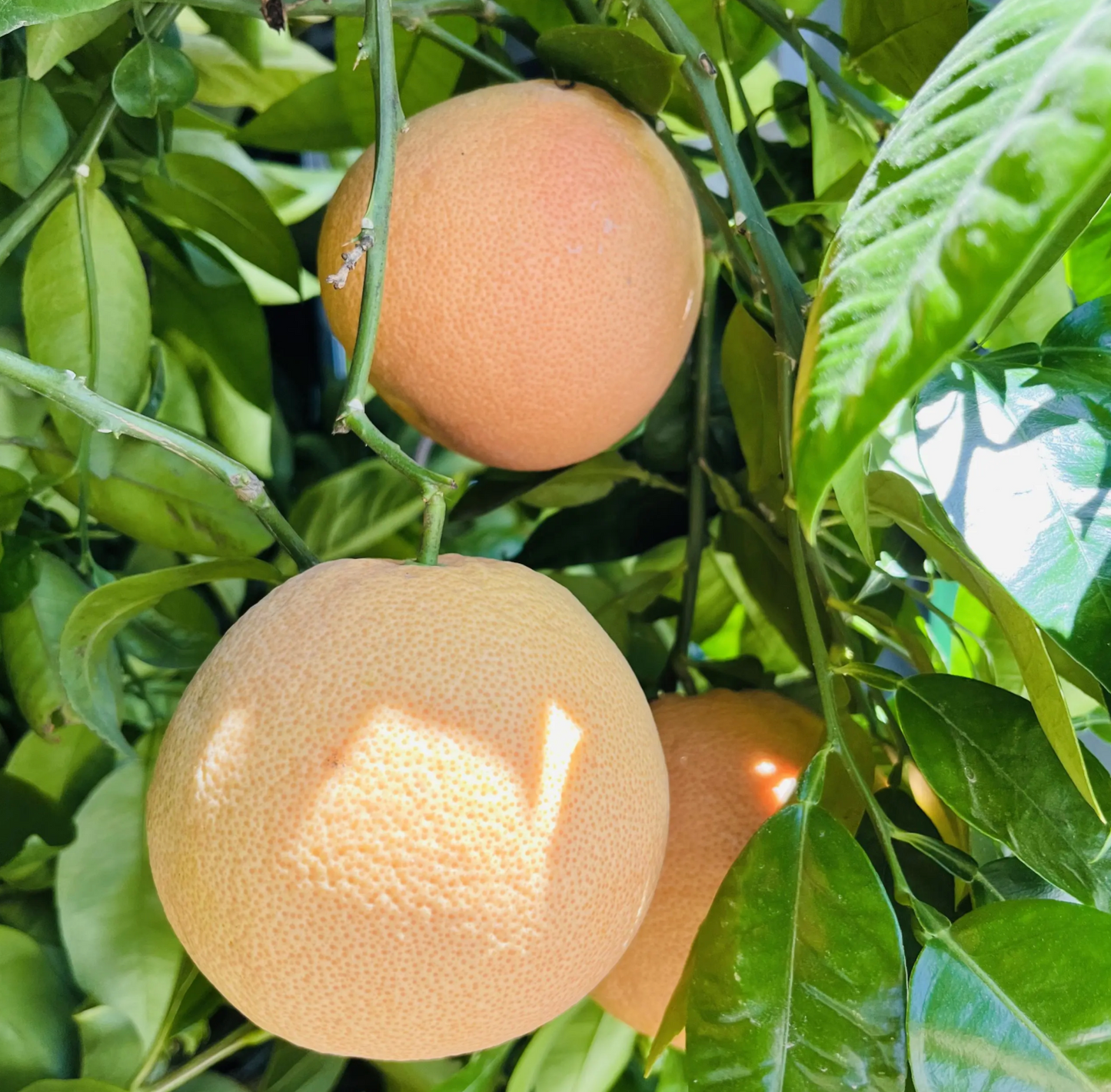 Grapefruit Tree-Rio Red Pomelo