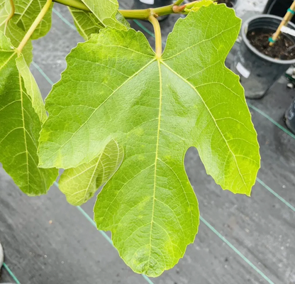 Fig Tree-Black Mission