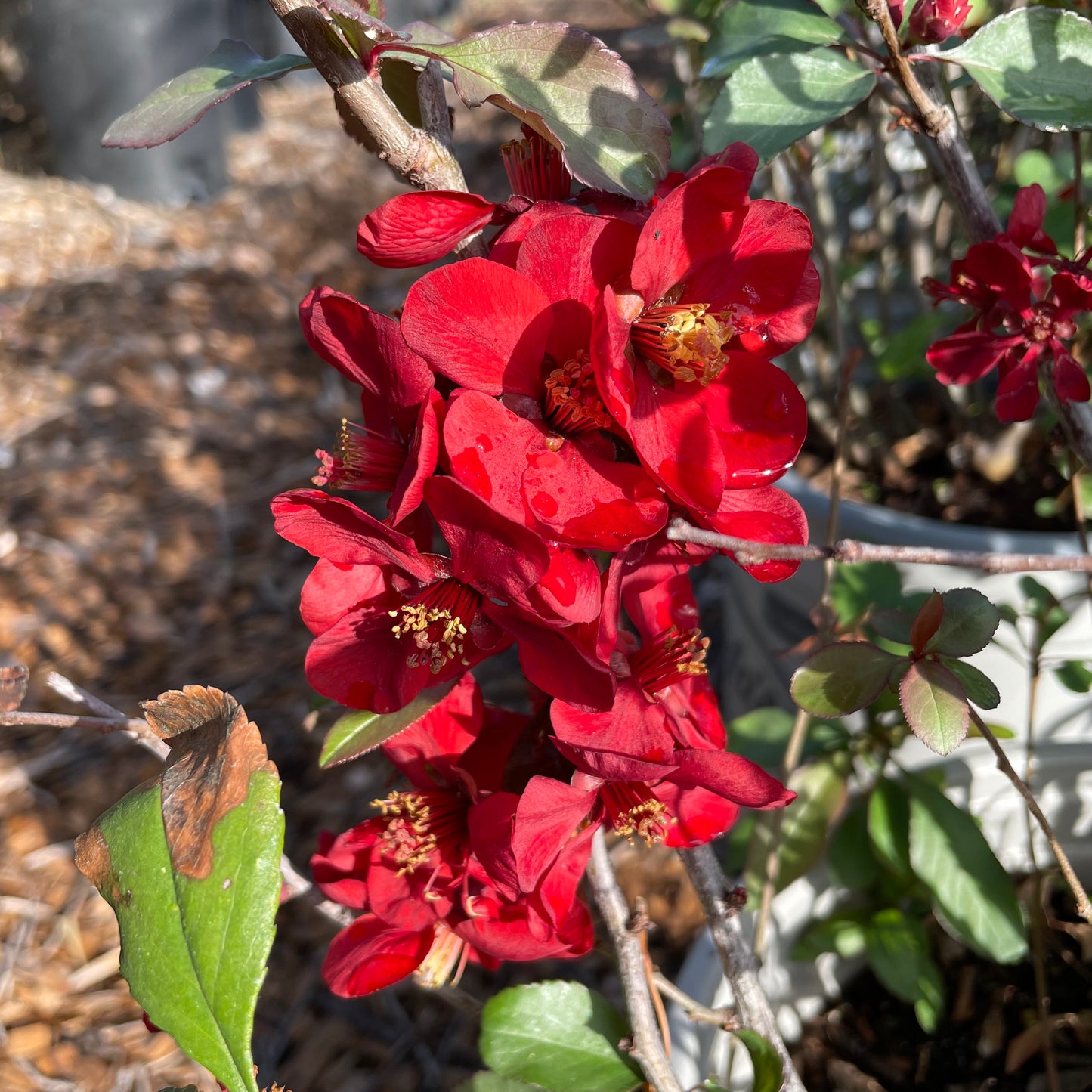 Papaya Begonia-Single Petal Red Flower