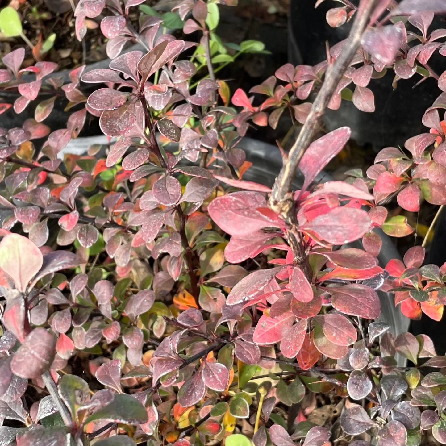 Berberis vulgaris - crimson barberry