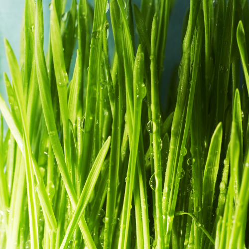 Vegetable Tree-Leek Seedlings