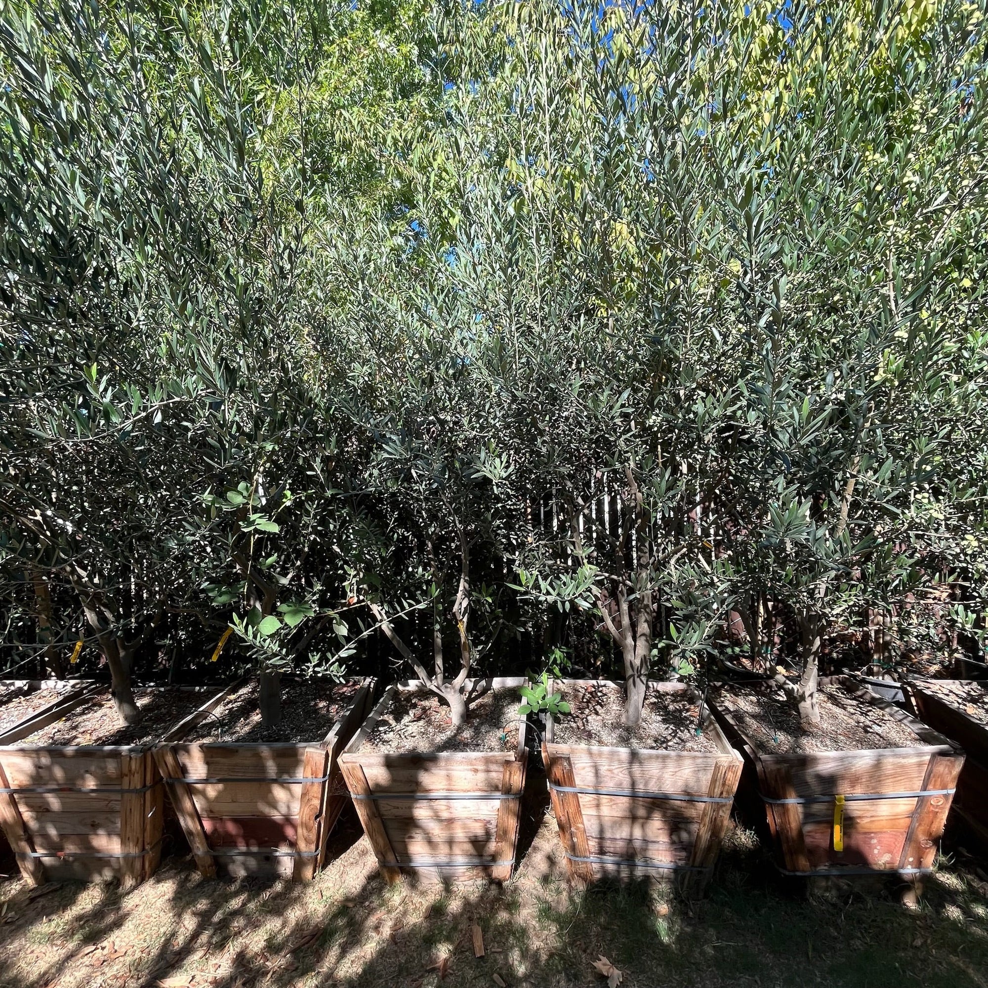Arbequina Fruiting Olives