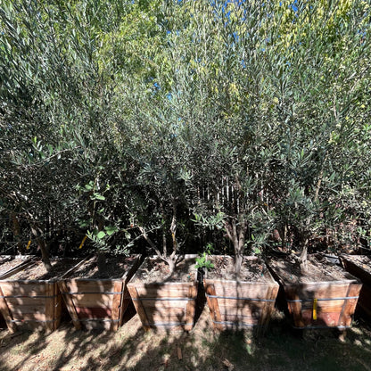 Olive Trees - Arbequina