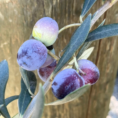 Olive Trees - Arbequina