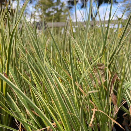 Grass-Golden Iris