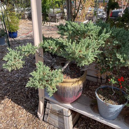 Bonsai Japanese pine