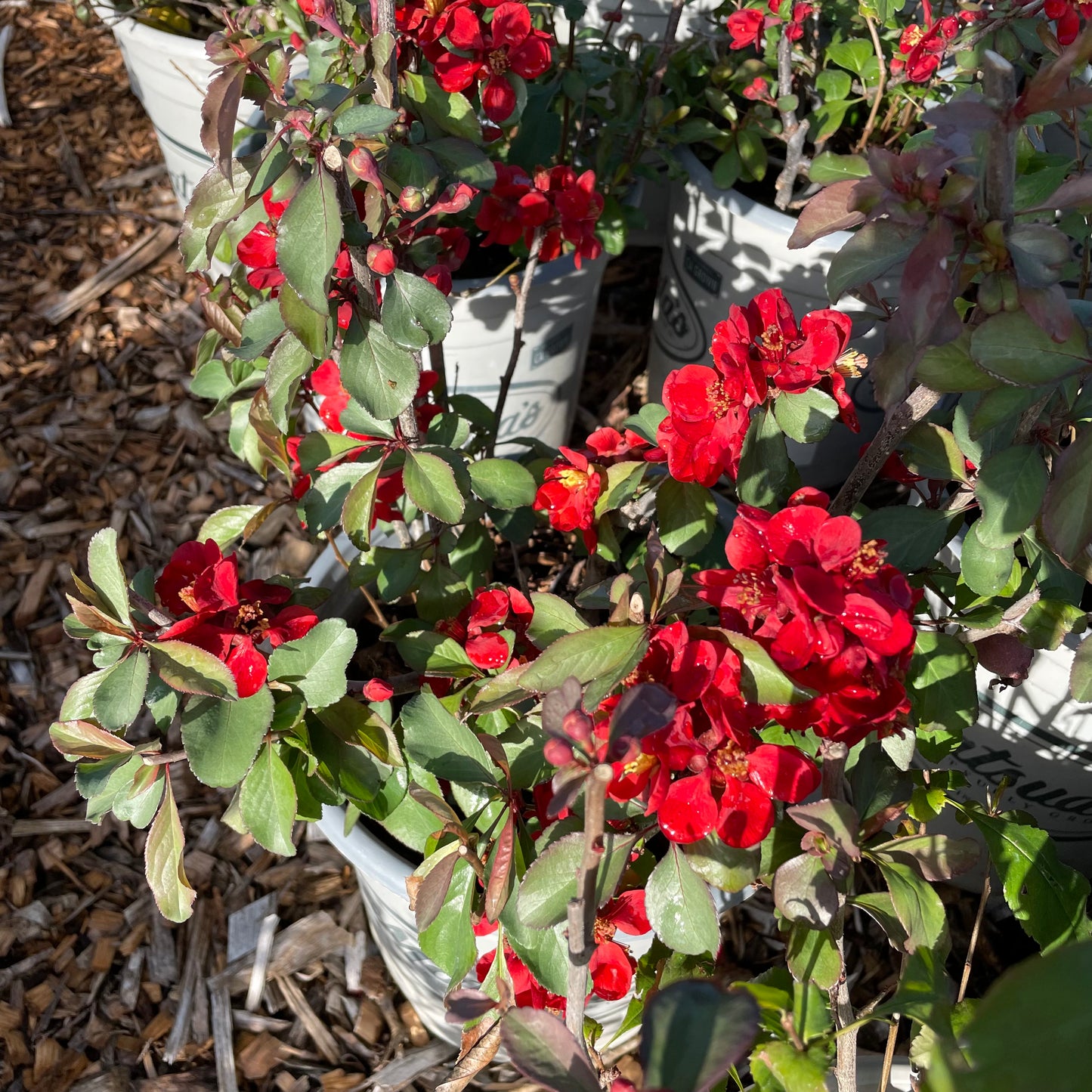 Papaya Begonia-Single Petal Red Flower