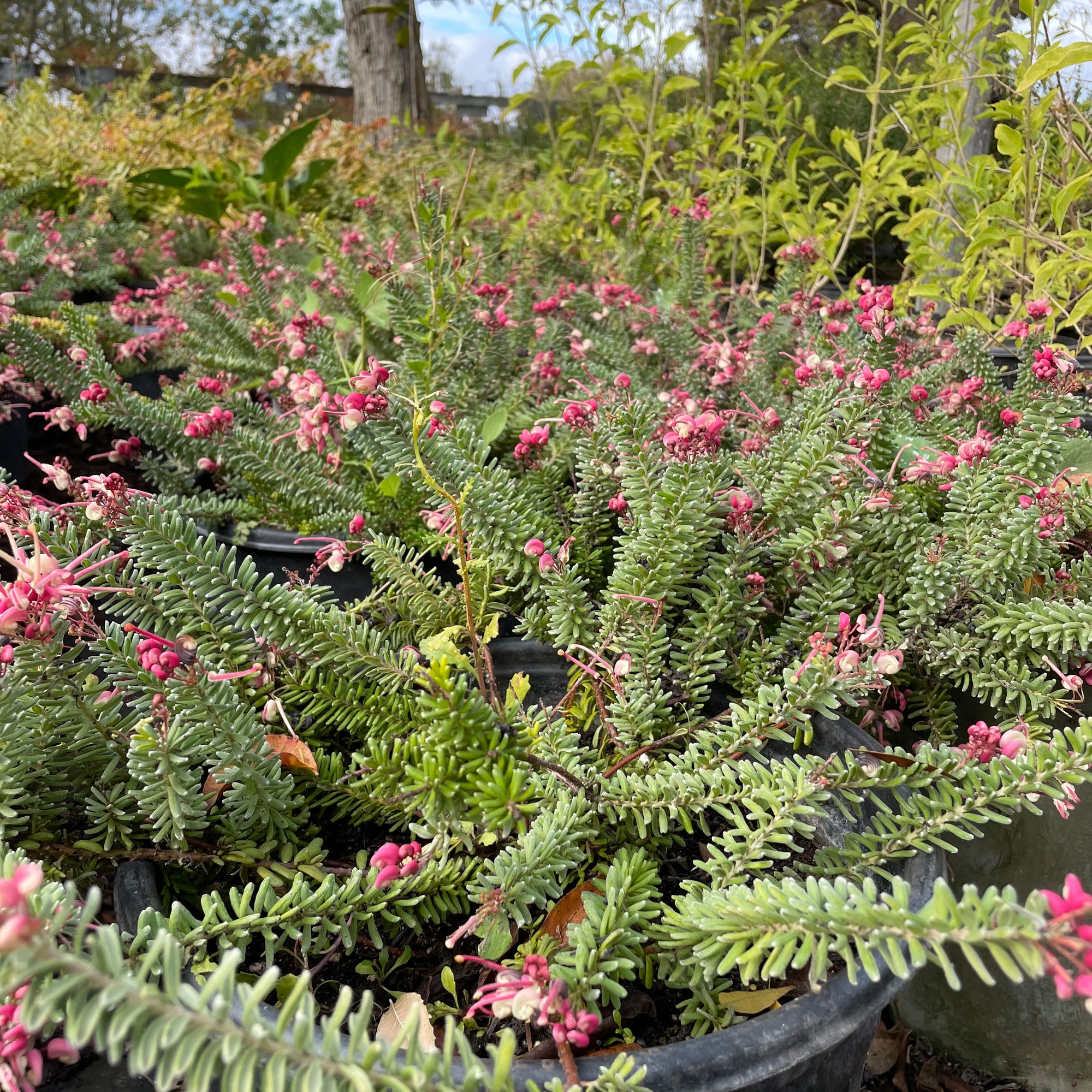 Mt.Tamboritha Woolly Grevillea