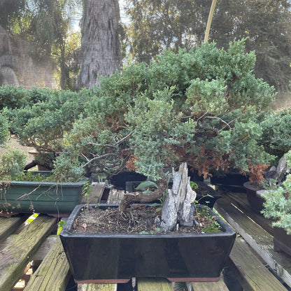 Bonsai Japanese pine