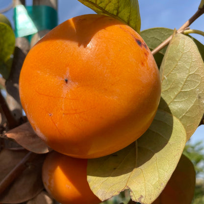 Persimmon Tree-Jiro Fuyu Crisp Persimmon