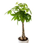 Money Tree
