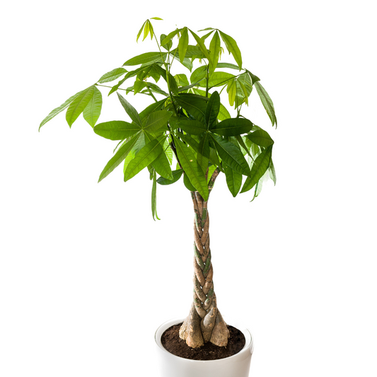 Money Tree