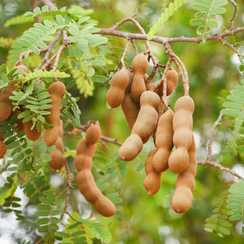 Rare fruit tree-Sweet sour horn