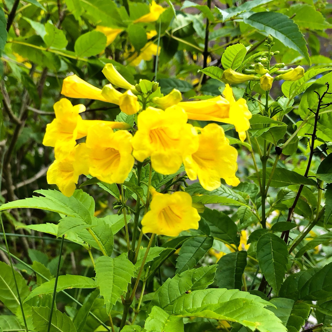 Carolina Jessamine