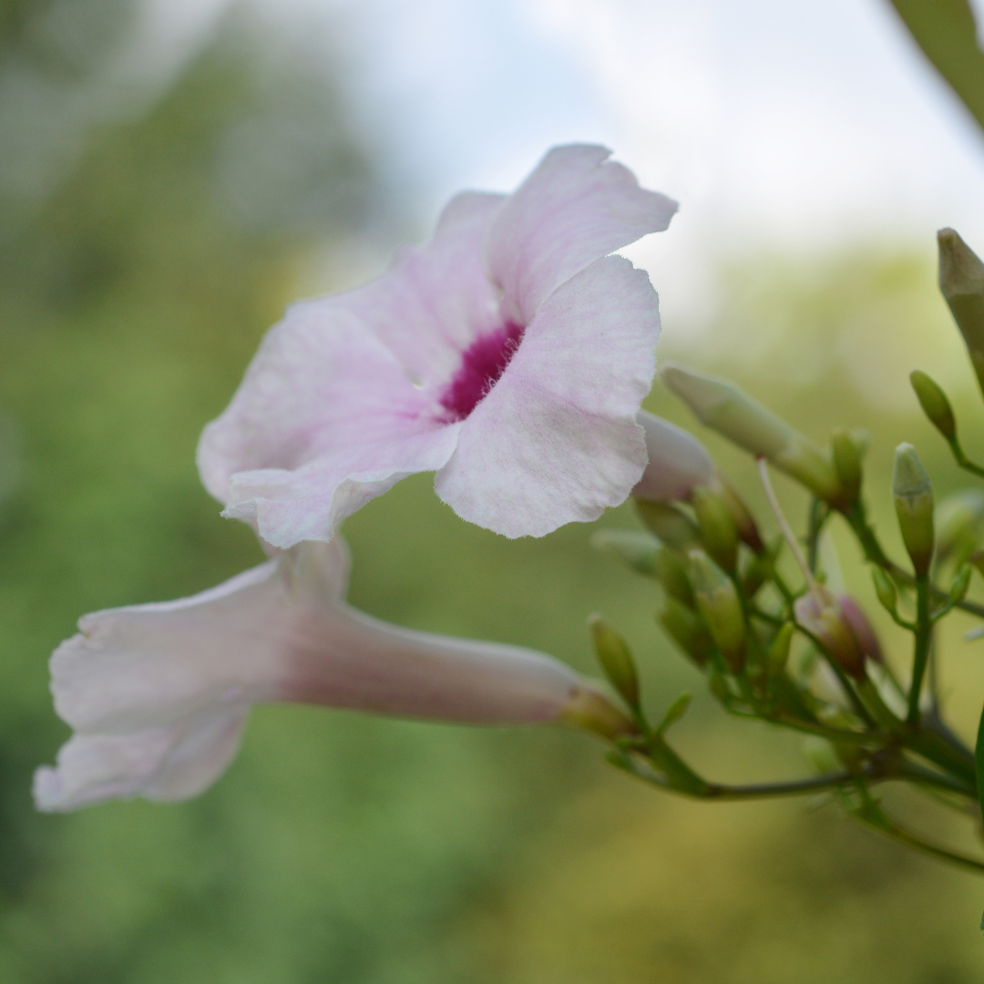 Variegated Bower Vine