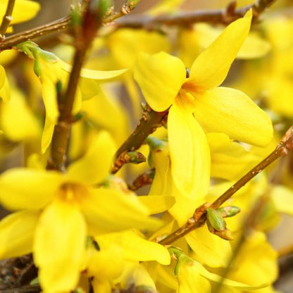 Winter jasmine tree - Campanula