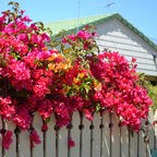 Torch Glow (Bangkok Red) Bougainvillea