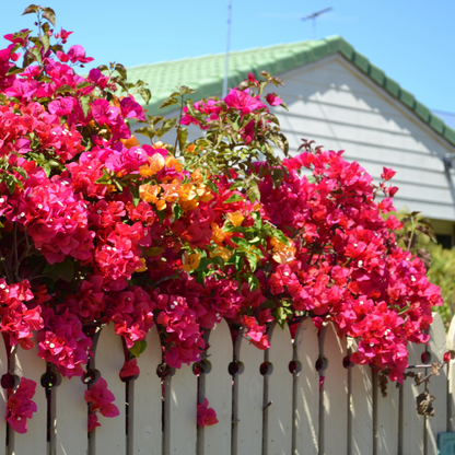 Bougainvillea-Double-petaled small-leaf pink flowers