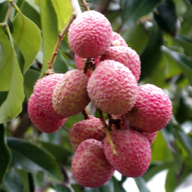 Mauritius Lychee