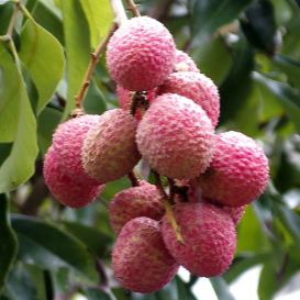 Lychee Tree - Mauritius Lychee